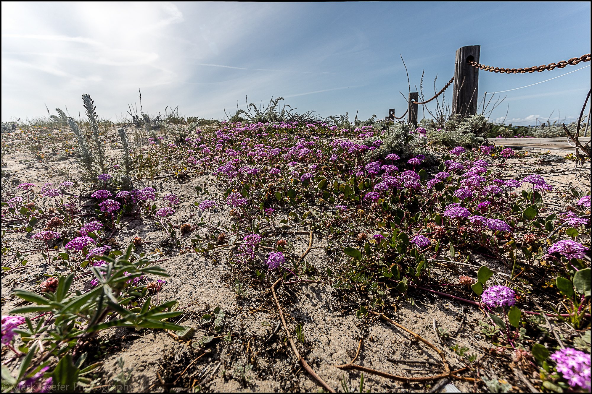 Natures Garden - Asilomar