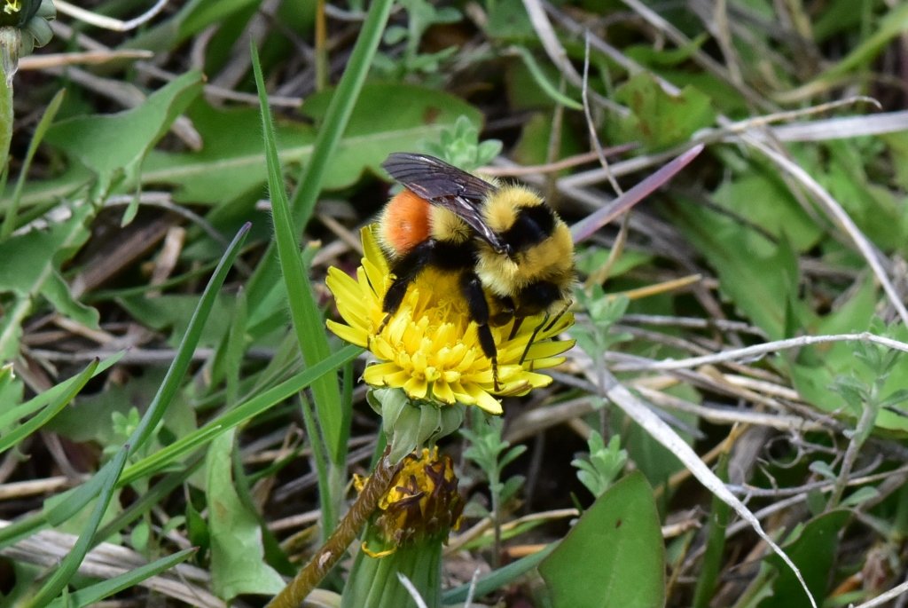 Orange Belted Bumble Bee