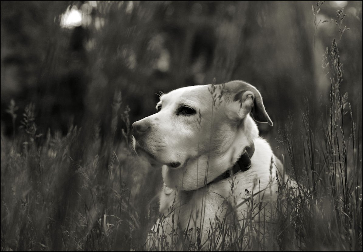Petey5-19-2024asx825.jpg