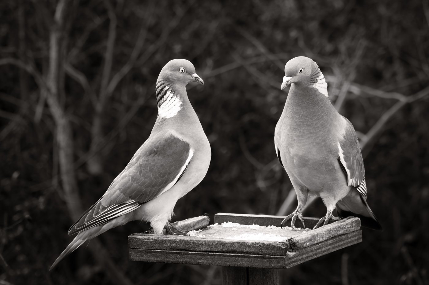 PigeonsMono_F3837-853.jpg