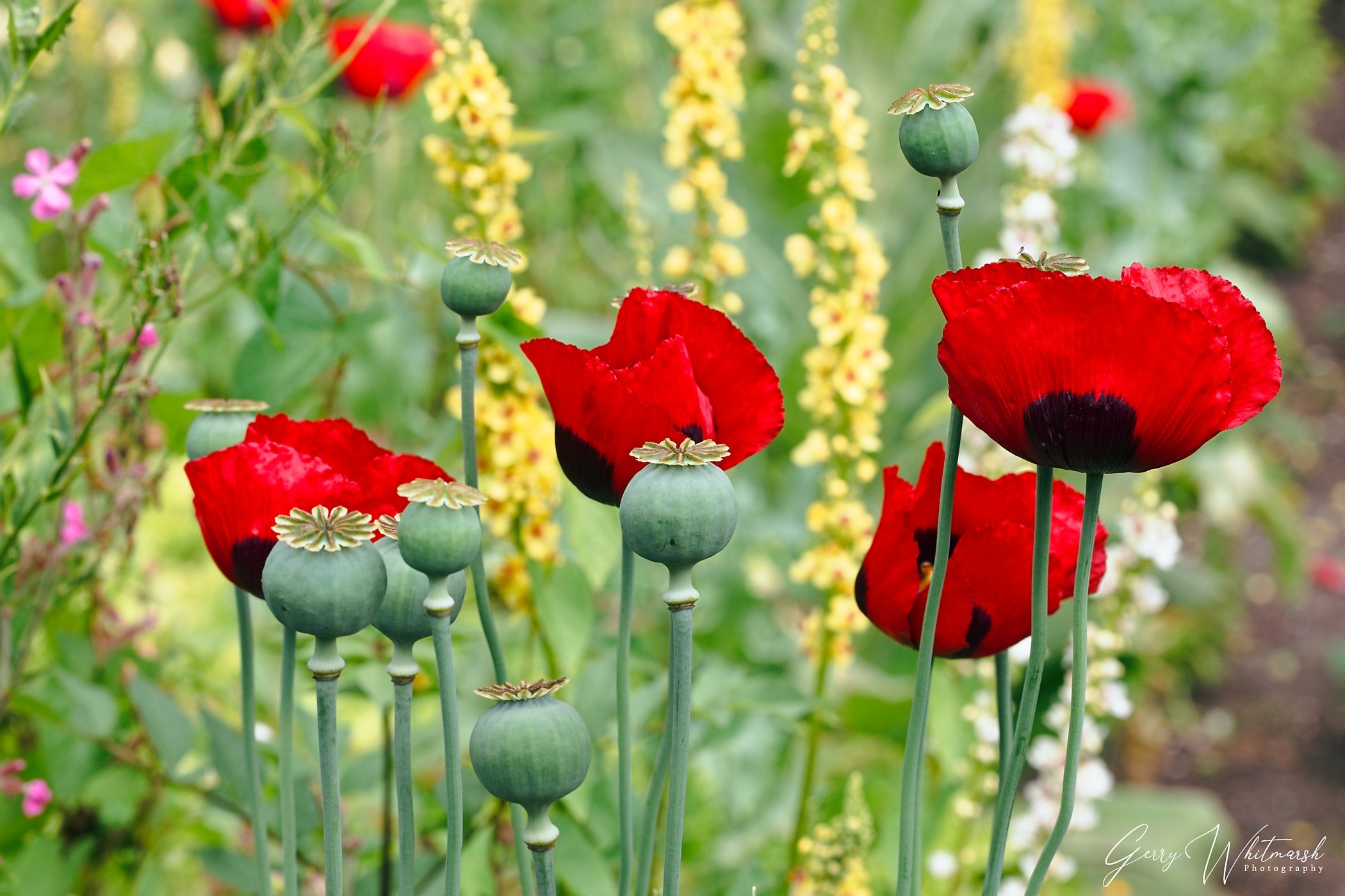 Poppy.jpg