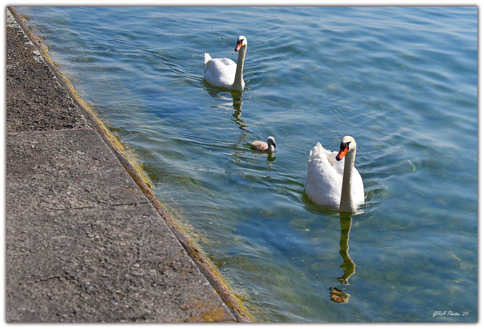Swan Family