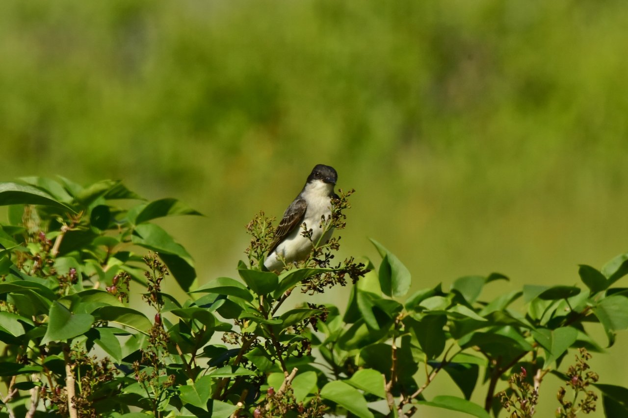 The Amazing Kingbird