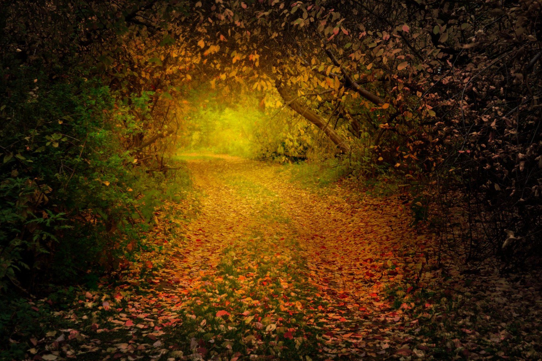 The Path