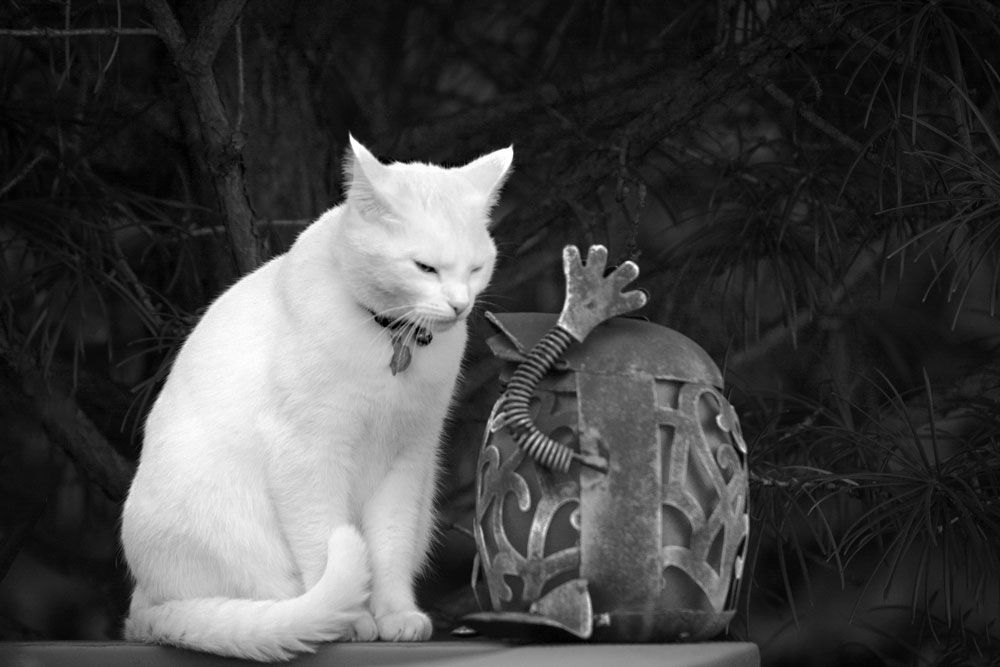 The Standoff