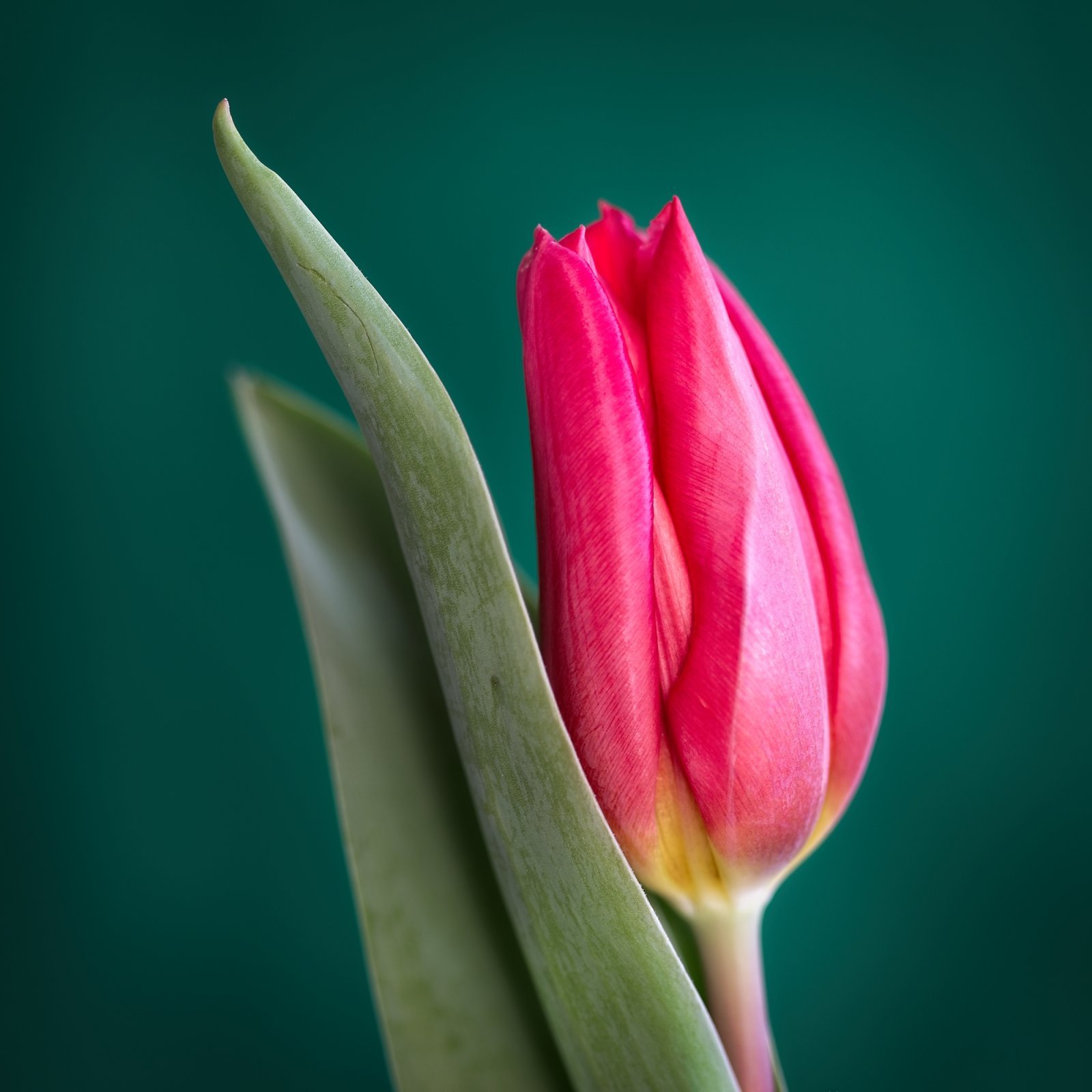 Tulip-1.jpg