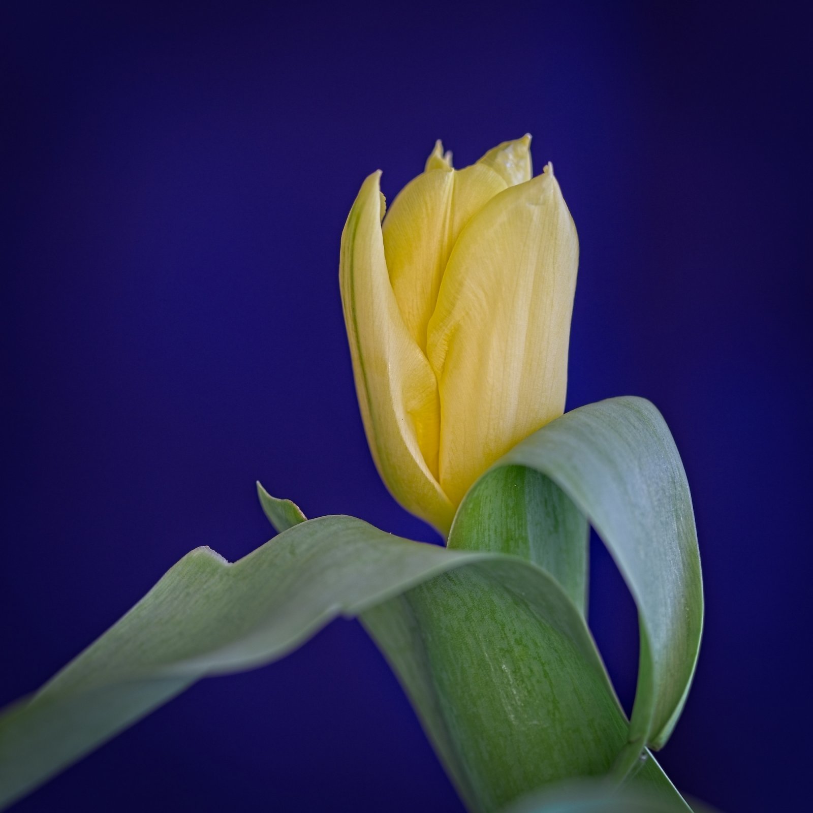 Tulip-2.jpg