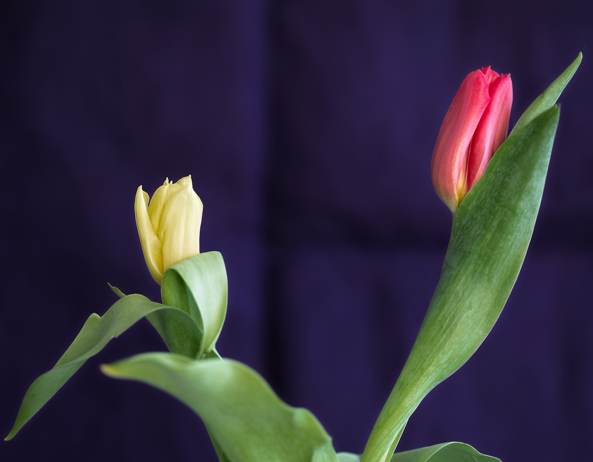 Tulip-3.jpg