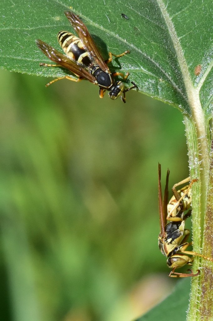 Wasps